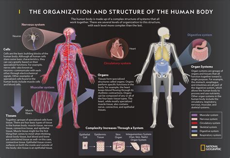 The Organization and Structure of the Human Body | National Geographic Society