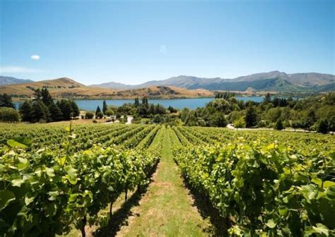 Best wine tours in Queenstown New Zealand