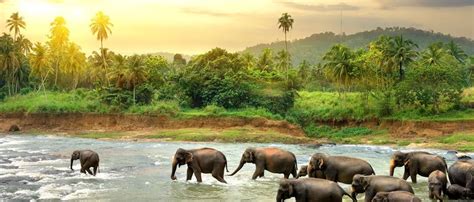 Why You Must Visit Udawalawe National Park in Sri Lanka