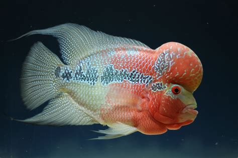 My flowerhorn probably have hexamita | MonsterFishKeepers.com