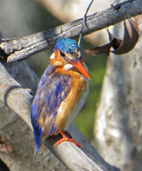 Pictures and information on Malachite Kingfisher