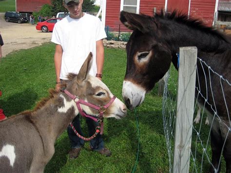 volunteer-team-donkey - Clearwater Farm