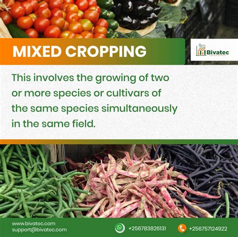 Mixed Cropping: Advantages, Disadvantages, and Differences From Intercropping