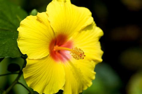 Tropical Flowers | Tropical Flowers | Kim | Flickr