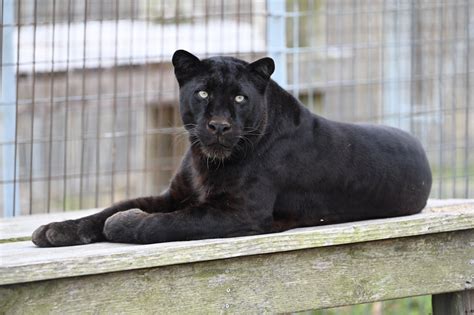 Melanism in Cats - Turpentine Creek Wildlife Refuge