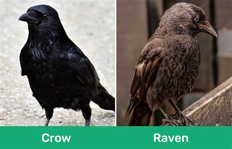 Crows vs Ravens: How to Tell the Difference (With Pictures) - Optics Mag