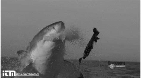 Great White Shark Jumping Gif