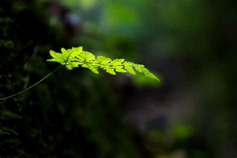 Shallow depth of field photo of green even pinnate leaf plant, fern HD wallpaper | Wallpaper Flare