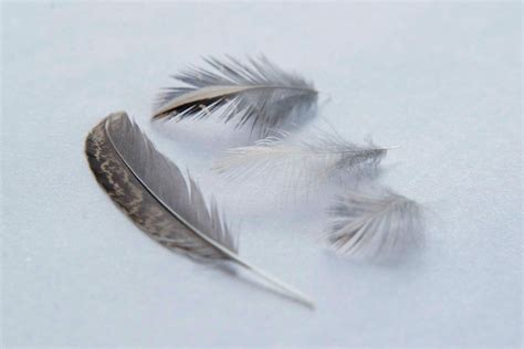 25 Quail Feathers Assorted Sizes - Etsy