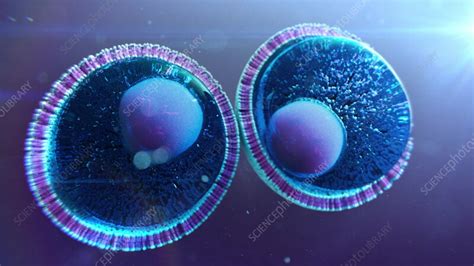 Mitosis and cell division, animation - Stock Video Clip - K011/2184 - Science Photo Library