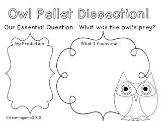 Owl Pellet Dissection Worksheet - Ivuyteq