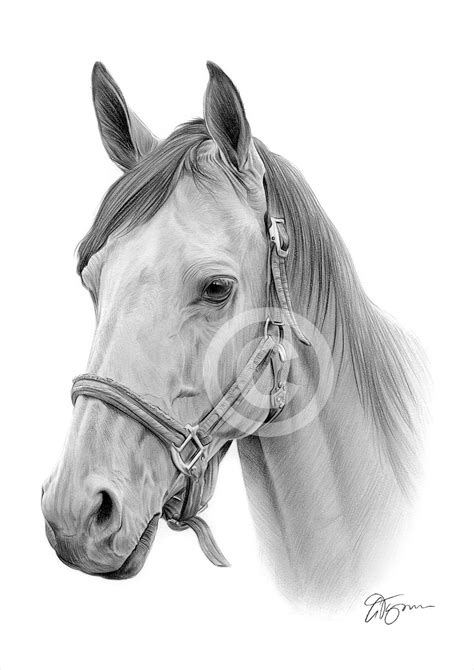 Horse Pencil Drawing Print Artwork Signed by Artist Gary - Etsy