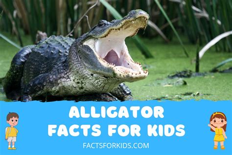 31 Alligator Facts for Kids to Alligator-ize their Brain – Facts For Kids