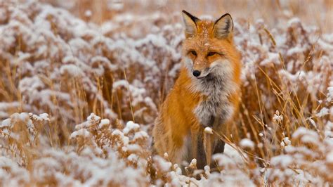 Fox High Quality Wallpapers