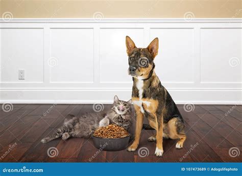 Cat Eating Dogs Food in House Stock Image - Image of full, floor: 107473689