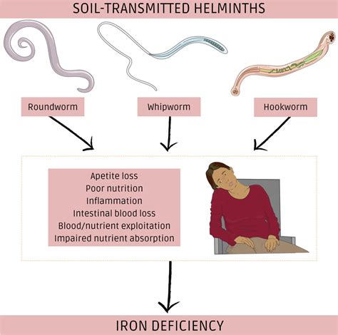 Iron deficiency as a consequence of STH infection. Roundworms (Ascaris ...