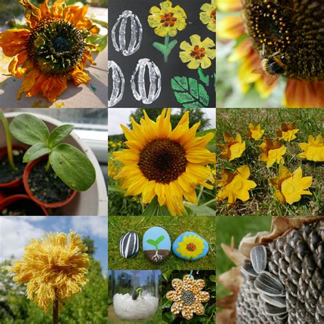 17 Sunflower activity ideas – Childsplayabc ~ Nature is our playground