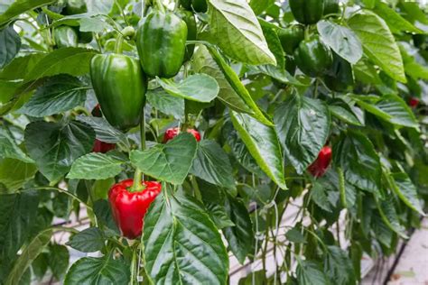 Guide to Growing Peppers in a Greenhouse for Maximum Flavor