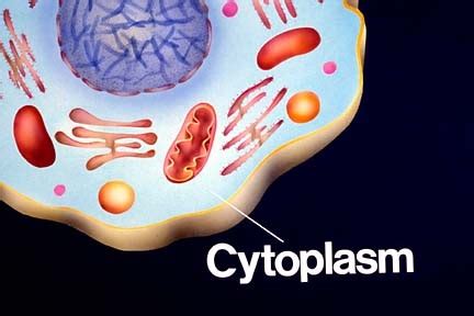 Cytoplasm - Da Real Cellma