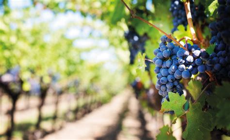 News on the Viticulture Industry - Ojambf