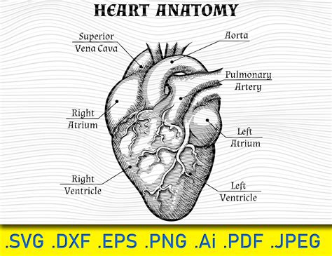 Heart Anatomy With Graphic Design Anatomical Heart Svg Heart | Etsy