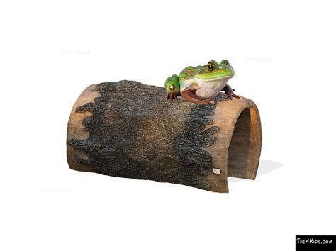 Frog On A Log - The 4 Kids