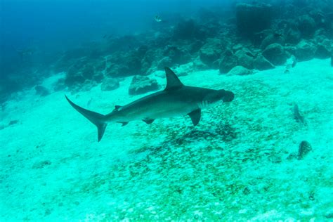 5 facts about Great Barrier Reef sharks