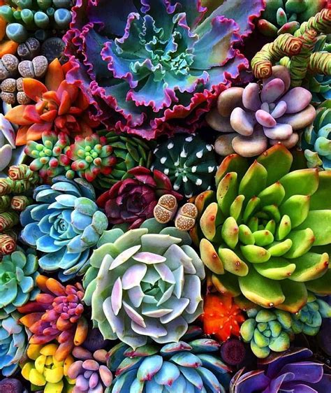 [100+] Succulent Pictures | Wallpapers.com