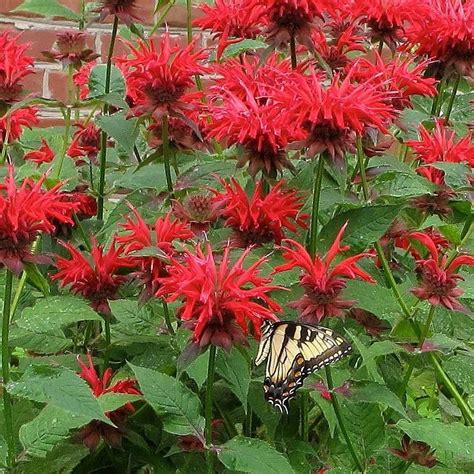 Monarda 'Cambridge Scarlet' - Roots Nursery