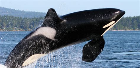 Killer Whale Research and Conservation Program | NFWF