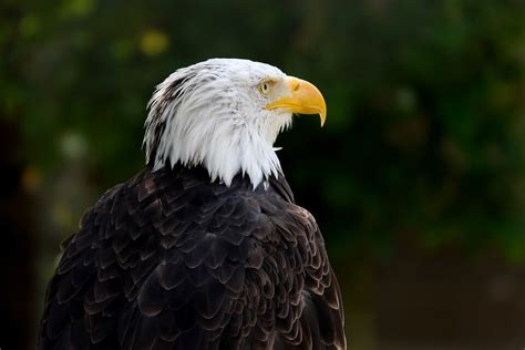 Feds Give Thumbs-Up To MidAmerican's Habitat Conservation Plan - North American Windpower