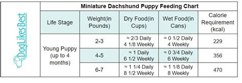 Dachshund Feeding Chart – How Much to Feed? | DogLikesBest