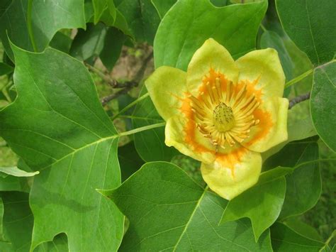 Buy Tulip Poplar Trees Wholesale | Fast Growing Shade Tree