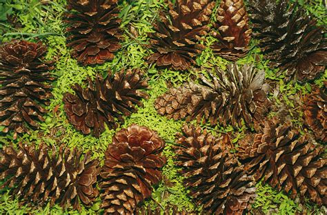 Giant Longleaf Pine Cones Photograph by Raymond Gehman