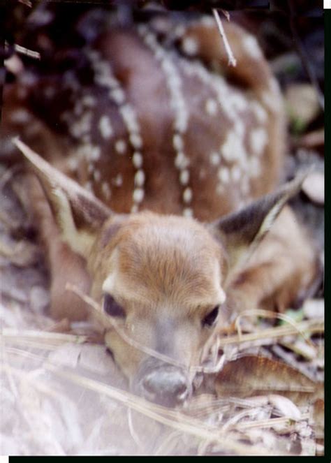 we-are-having-whitetail-deer-fawns-4