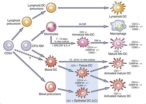 Antigen-Presenting Cells | Oncohema Key