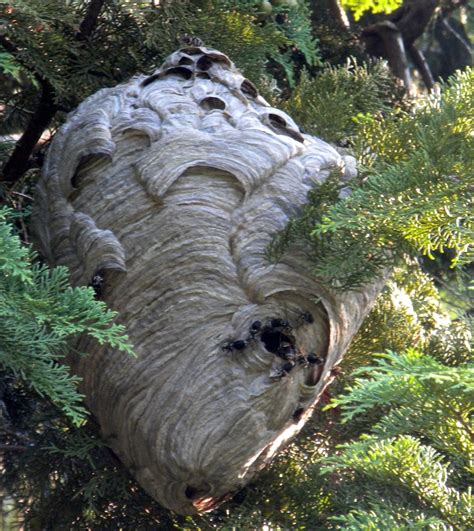 Perfect Hornets Nest | Lion sculpture, Hornets nest, Sculpture