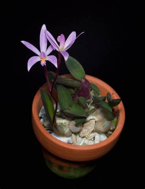 Top 10 Miniature Orchids for Small Spaces - AGreenHand