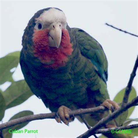 Cuban Parrot | Birds of Cuba | Cuban Birds