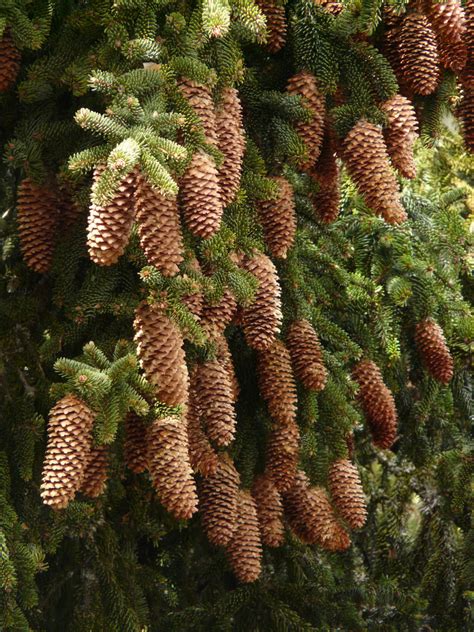 Free Images : tree, branch, flower, ripe, produce, evergreen, botany, fir, flora, seeds, tap ...