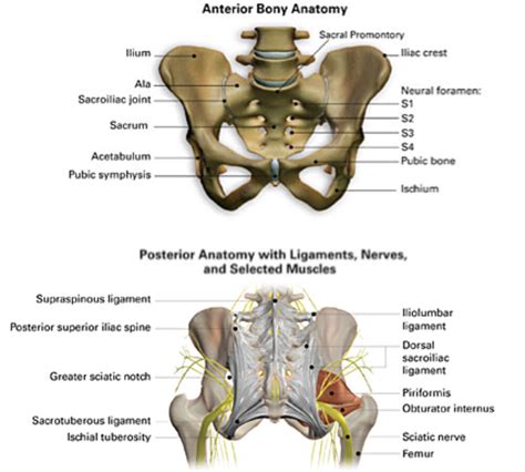 What is the SI Joint? | SI Joint Anatomy | SI-BONE