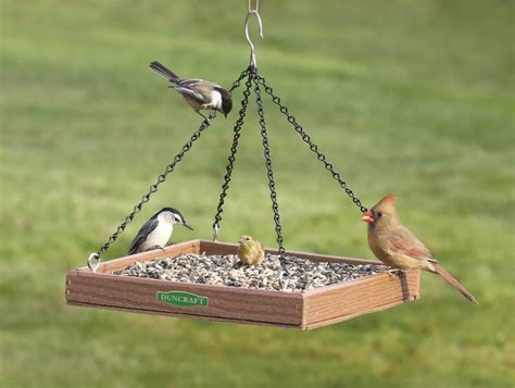 The 5 Best Woodpecker Feeders They'll Love! - Birdwatching Buzz