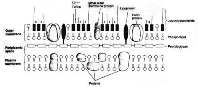 Bacterial Endotoxin Definition - BiologicsCorp