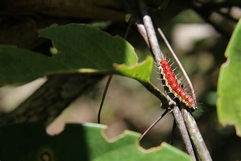 Costa Rica Caterpillar Free Stock Photo - Public Domain Pictures