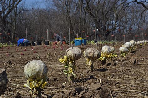 Saving Seeds from Biennial Plants — Seed Savers Exchange