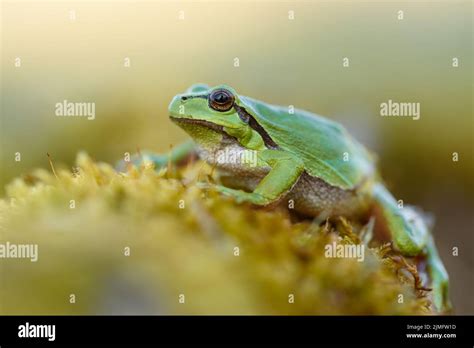 European Tree Frog Stock Photo - Alamy