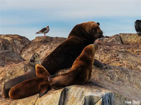 Patagonia Animals: A Wildlife Guide to Southern Chile & Argentina • Trimm Travels