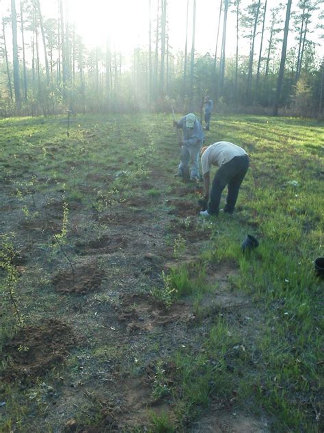 Quail Habitat Restoration - Southern Habitats