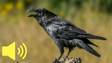 What does a Raven sound like? (Bird Sounds) - Animal Sounds - YouTube