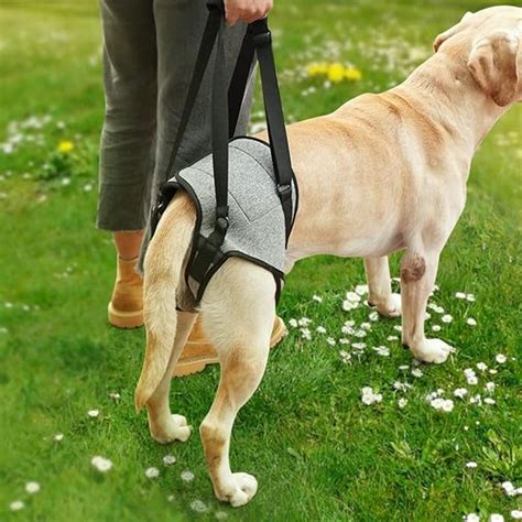 Adjustable Dog Lift Harness Dog Back Legs Support Harness Dog Sling for Elderly Dogs - S | The ...